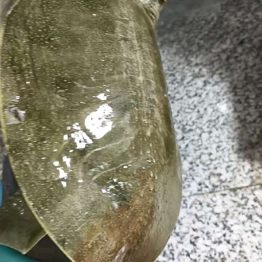 杭州纯甲鱼