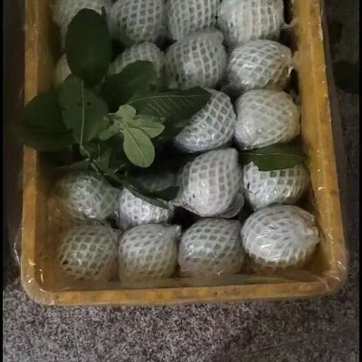 化州市珍珠番石榴