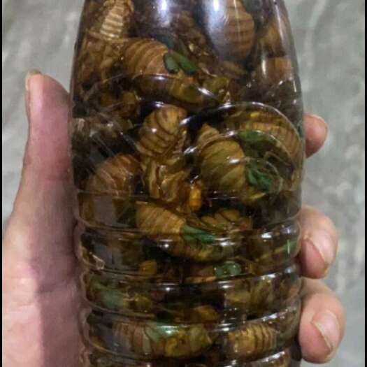 盐边县小金蝉