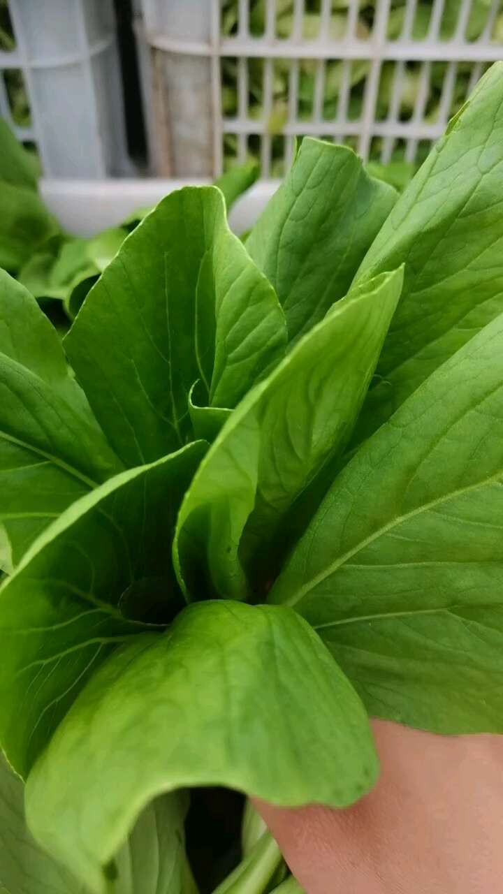精品小青菜上海青小油菜低价大量，规格齐全全国发货欢迎采购