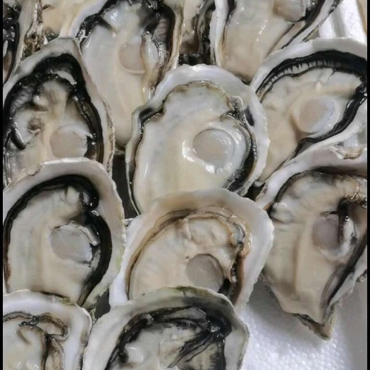 徐闻县湛江现挑鲜蚝肉