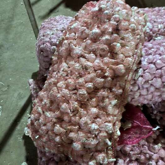 沂水县精品白皮蒜上市