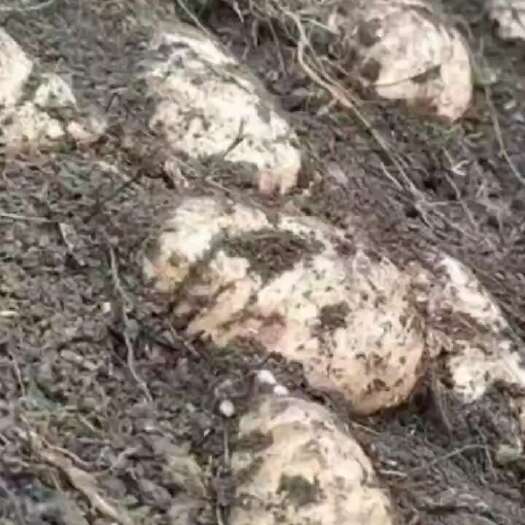 安宁市新鲜天麻大量上市了有需要的可以咨询