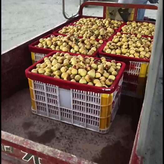 大荔县陕西大荔冬枣，商超档口按需做货，原产地代收代发
