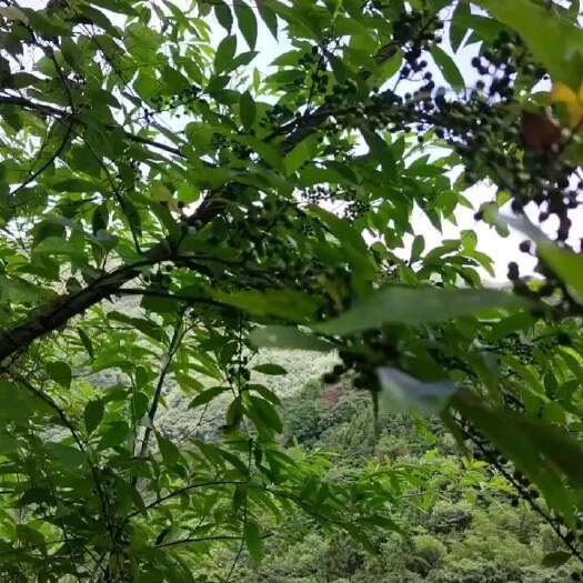 贺州广西大瑶山木姜子.又名（山胡椒.山苍子）