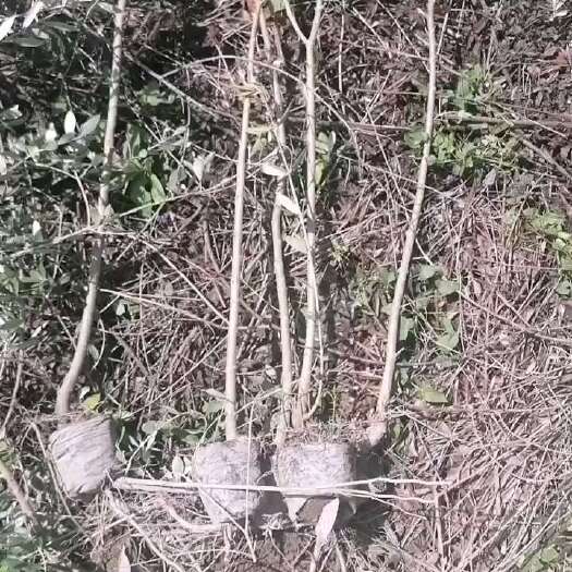 天水油橄榄杯苗