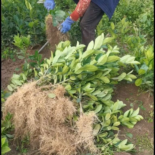 宜宾佛手苗 川佛手苗 佛手 佛手柑苗 基地直发