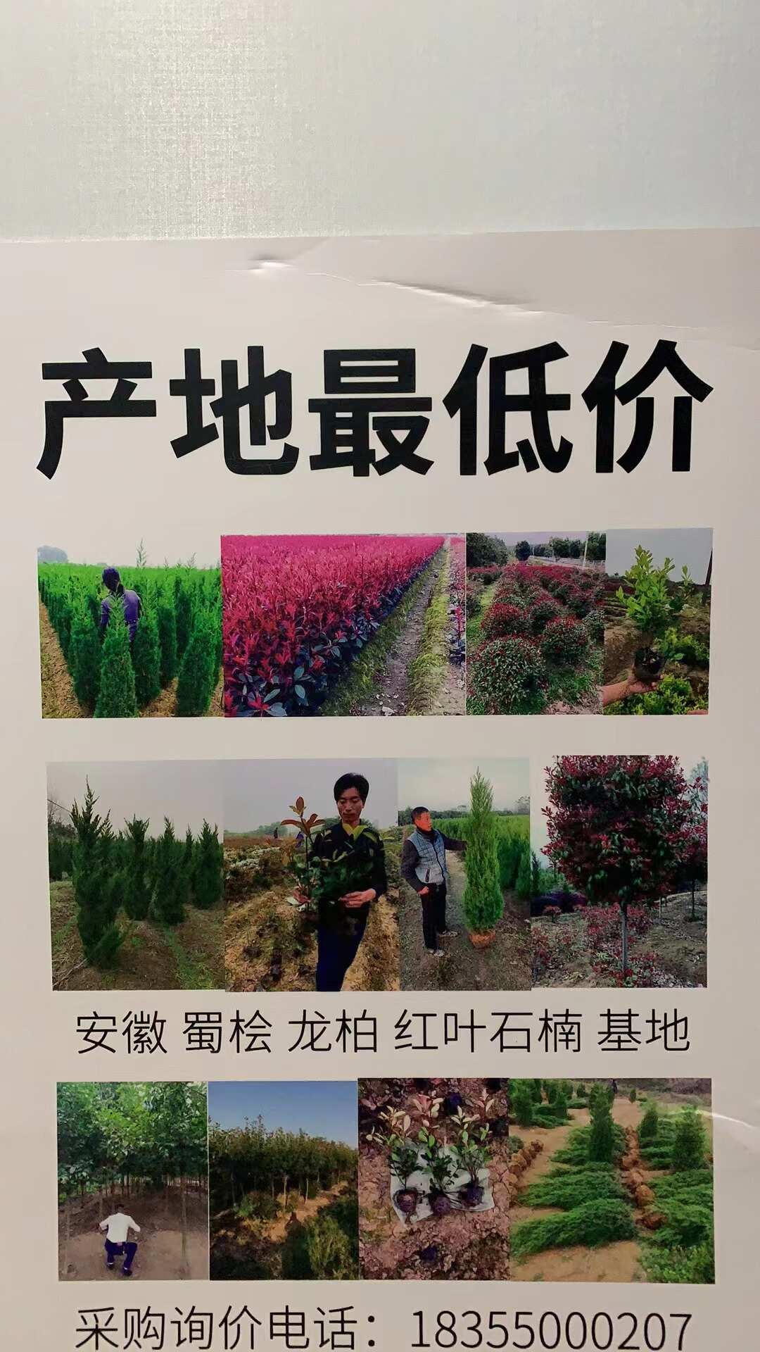 來安縣萬園綠化苗木場