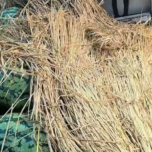 全州县甜王五号