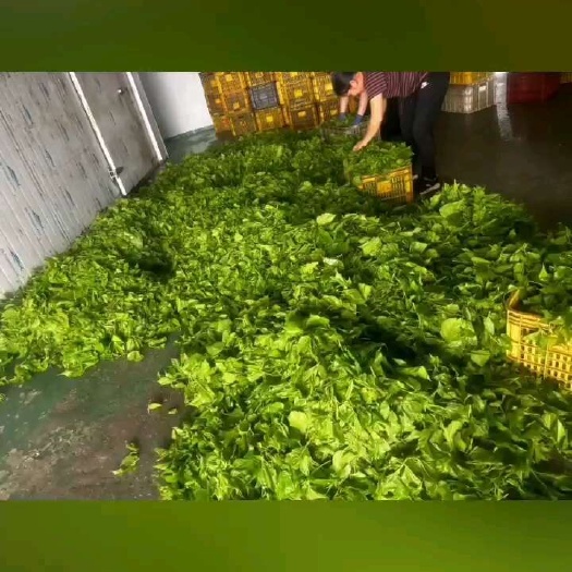 桑叶芽菜新鲜冷冻食用桑树叶凉拌上汤桑芽叶酒店餐饮食材250g