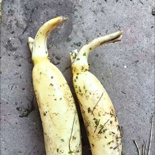 鄂州水果藕大量供应，生吃脆甜，入口无渣，当天采摘发货。