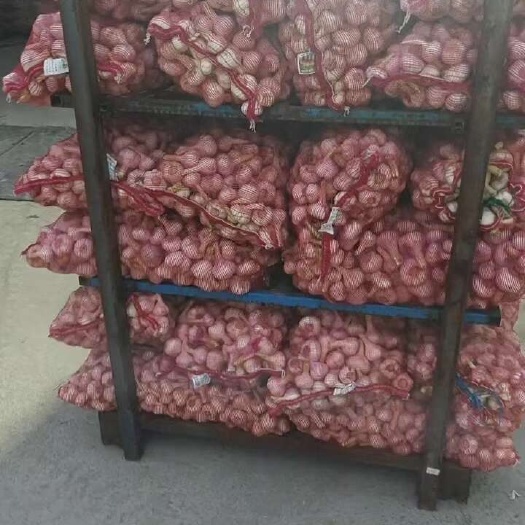 杞县河南扒皮鲜蒜需要的联系我。