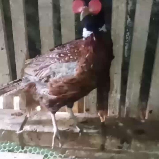 灵山县七彩山鸡