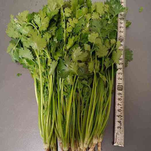 唐山铁杆香菜
