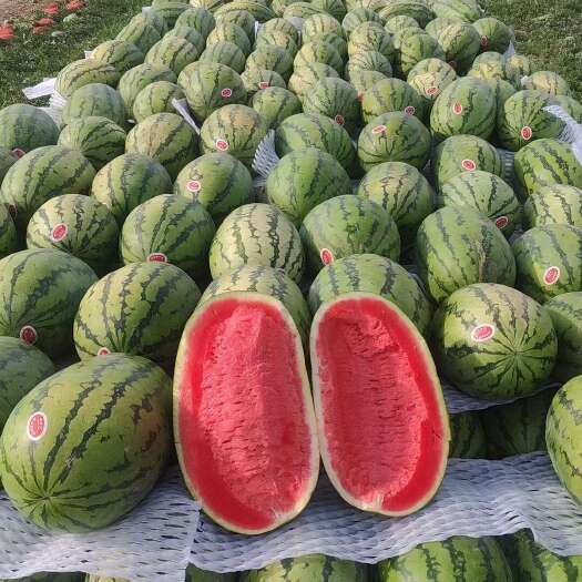 昌吉市新疆吐鲁番金城西瓜 有籽瓜果新鲜现摘整果发货