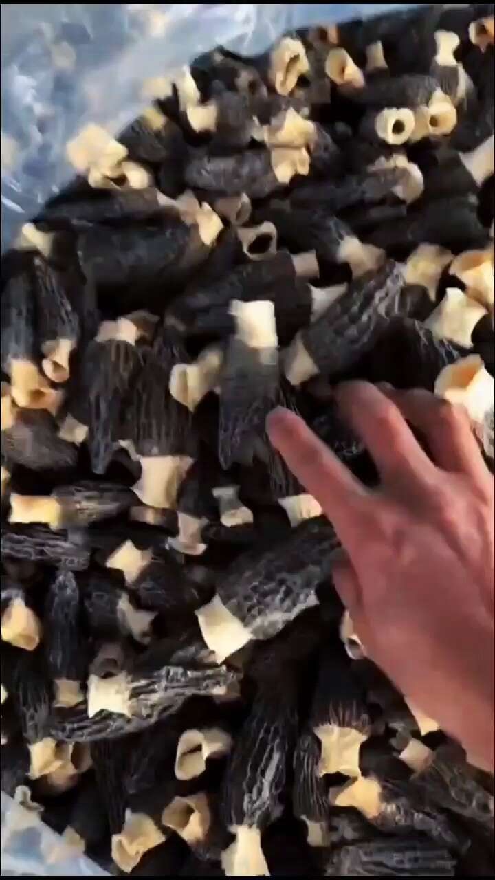 精品头茬肉厚原干剪柄羊肚菌产地批发一斤包邮