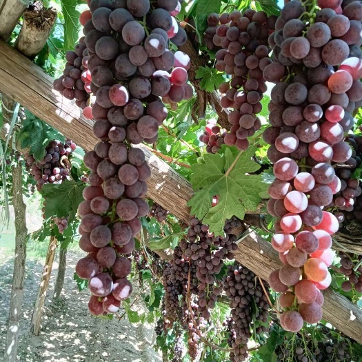 托克托县托县郝家窑玫瑰香葡萄种植历史有200年老藤葡萄