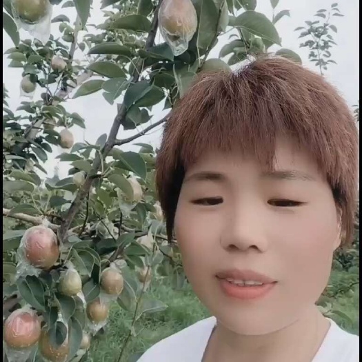 阳信县媚梨七号，皮薄核小肉多，水分足，。