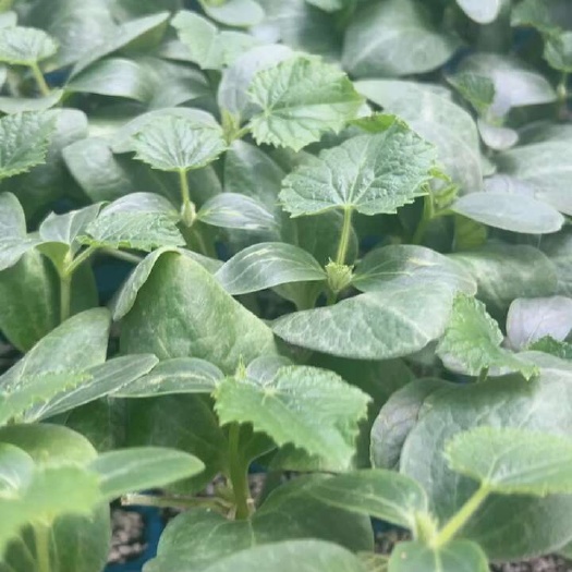 寿光市德润A10  强雌黄瓜苗 可以不沾花的大黄瓜