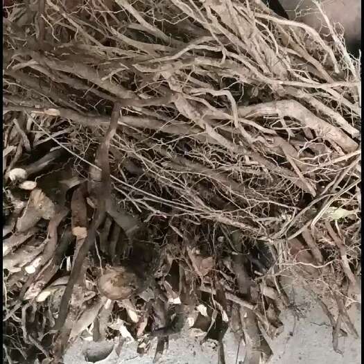 榕江县豆豉姜，苍山子根，木姜子根，一手货源。量大优惠，干片，干段。