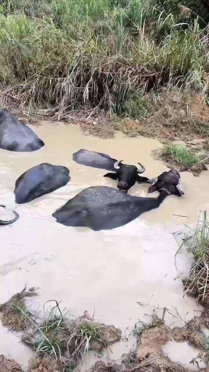 水牛十多头11块钱称重