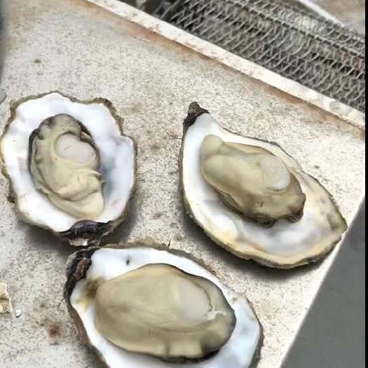 个个都肥，营养价值不用多说，大家都知道，通货3-6一个。