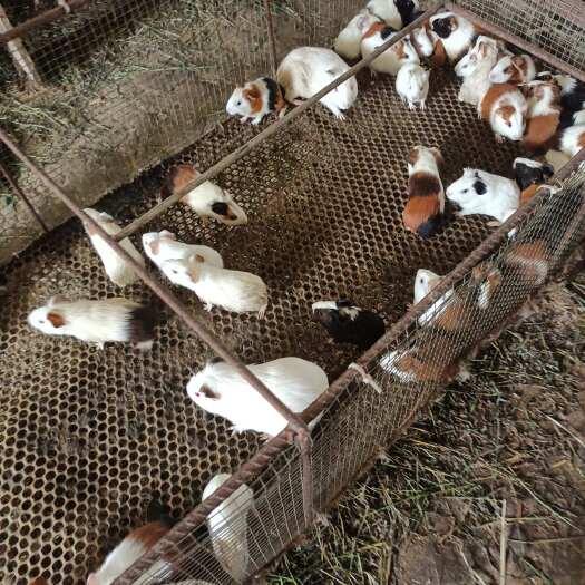 荷兰鼠，豚鼠，荷兰猪猪。肉鼠，幼鼠长期供货