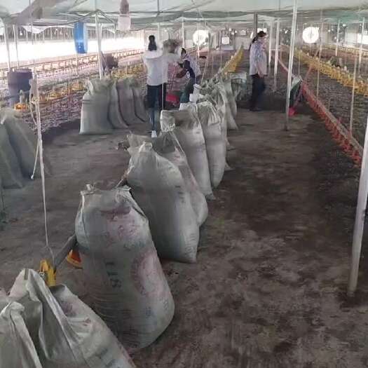 武冈市鸡粪