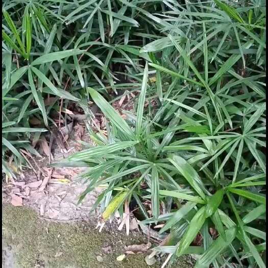 成都棕竹杯苗
