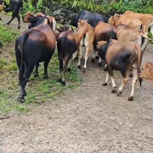 肉牛  贵州威宁高原黄牛。这里都是农户散养。