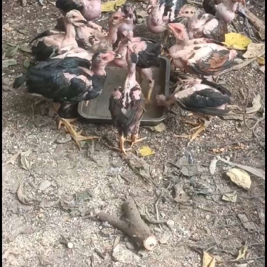 南宁脱温越南斗鸡苗