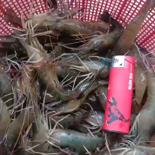 肇庆罗氏虾二级品