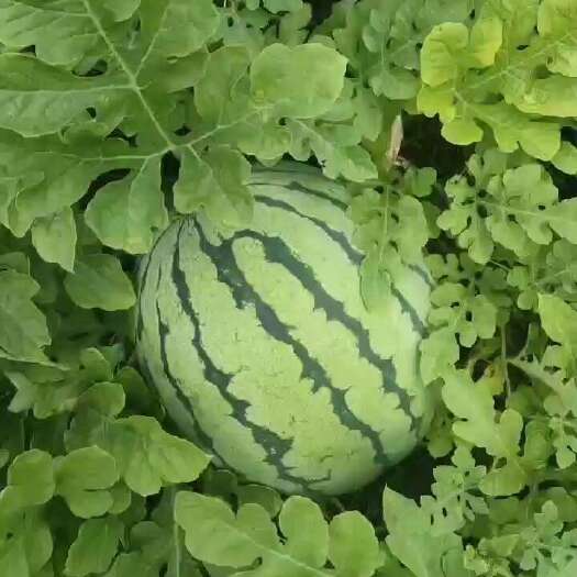 蓝山县本地露天麒麟瓜大量上市