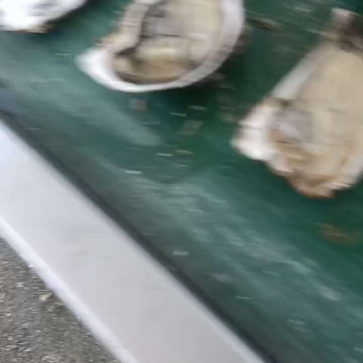 长沙福建三倍体