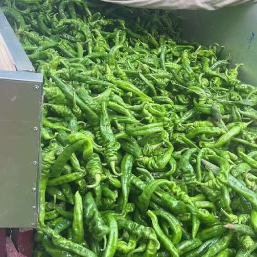 大荔县陕西螺丝椒 二荆条 泡椒 黄皮尖椒 马上上市，电商优先