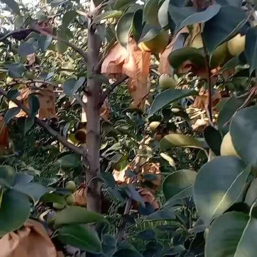 苏州翠冠梨，农户种植，地头上车
