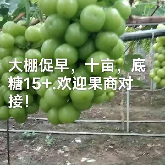 安乡县阳光玫瑰