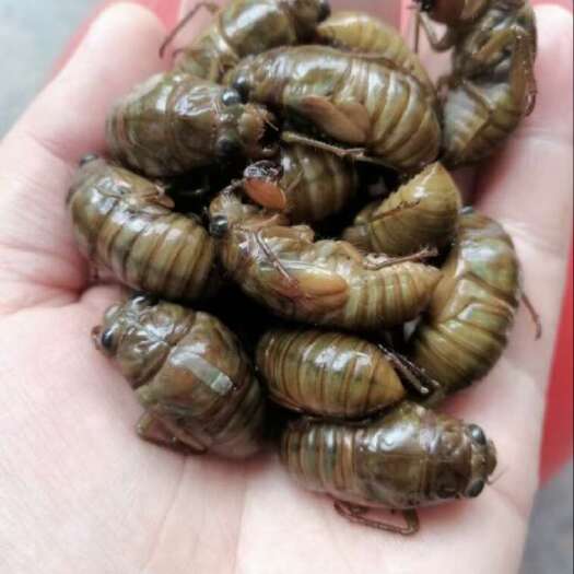 青州市金蝉。价格实惠，需要的联系量大优惠
