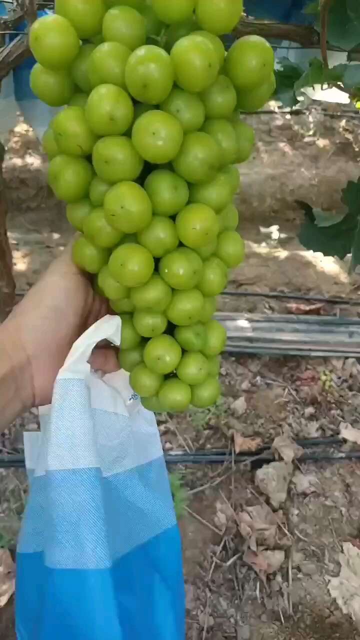 现摘现发