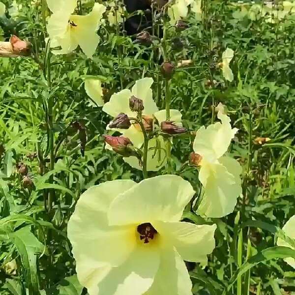 金花葵种子菜芙蓉野芙蓉观赏花卉耐热耐寒庭院花海盆景花草籽