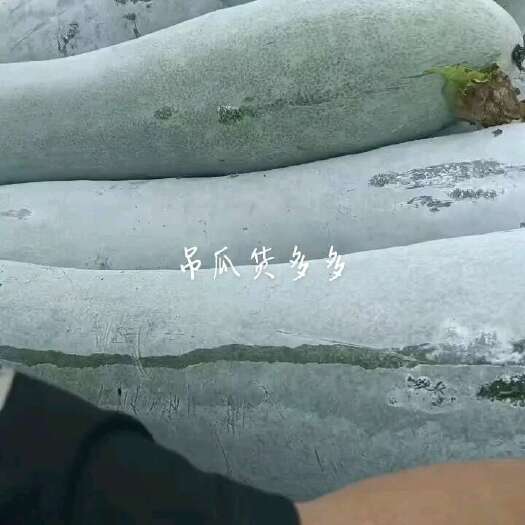 固安县白皮吊冬瓜大量有货，有需要的老板可以下手了