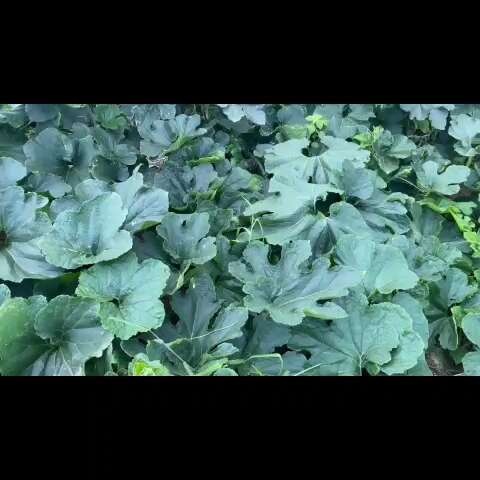 巍山县大理巍山白皮冬瓜，瓜形佳，皮色亮。皮肉厚，耐运输，，300吨