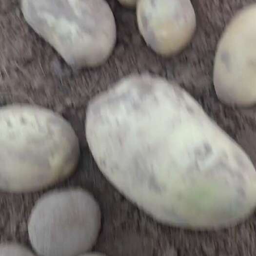 定边县黄心土豆