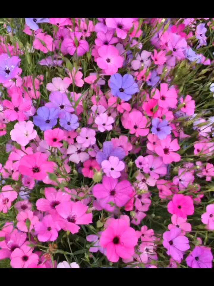 鞠翠花小麦仙种籽翁红粉雪轮花天堂玫瑰盆栽观赏矮生易栽培花种子