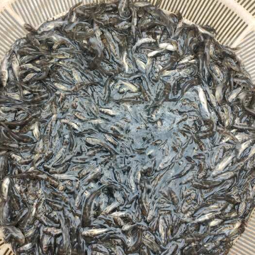仪陇县黄颡鱼苗一斤200到600尾都有