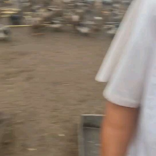 花头公鸭