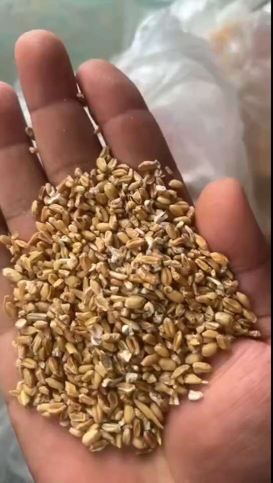 贵州贵阳碎麦