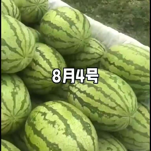 呼图壁县大家好，我家在新疆，对新疆种西瓜的面积，品质，价格特别详细，