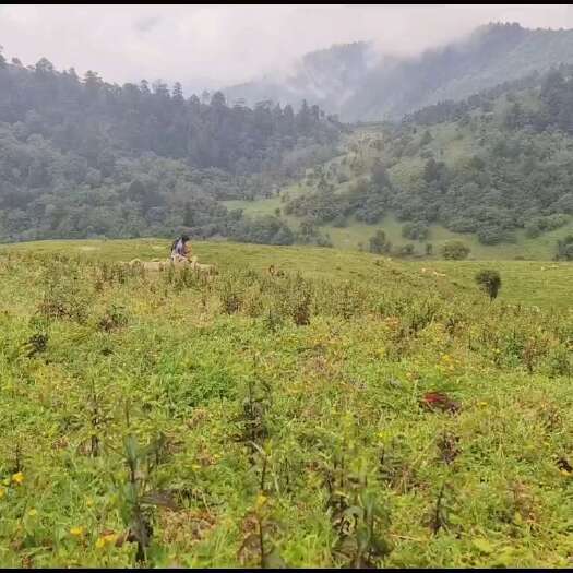 昭觉县高山  农村 苦荞 2万斤 出售   需要的老板或厂家请联系