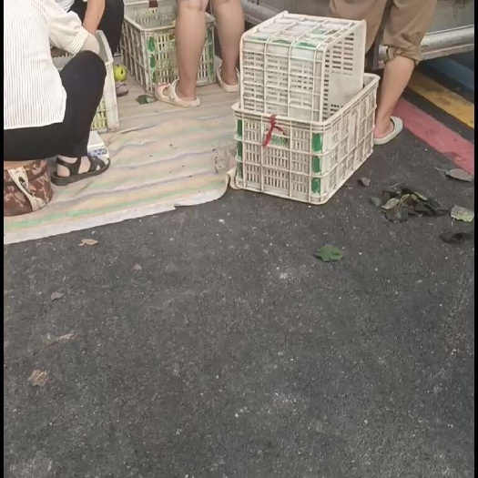 虞城县皇冠梨